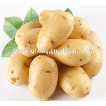 Exportador de papas frescas de China